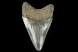 Serrated, Fossil Megalodon Tooth #129985-1